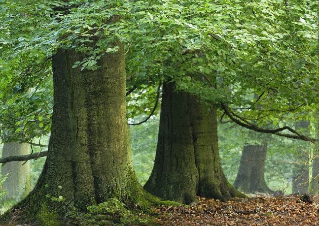 Habt Ehrfurcht vor dem Baum