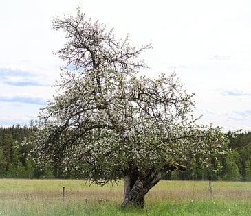 Der Sproß