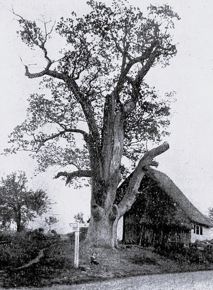 Der Baum