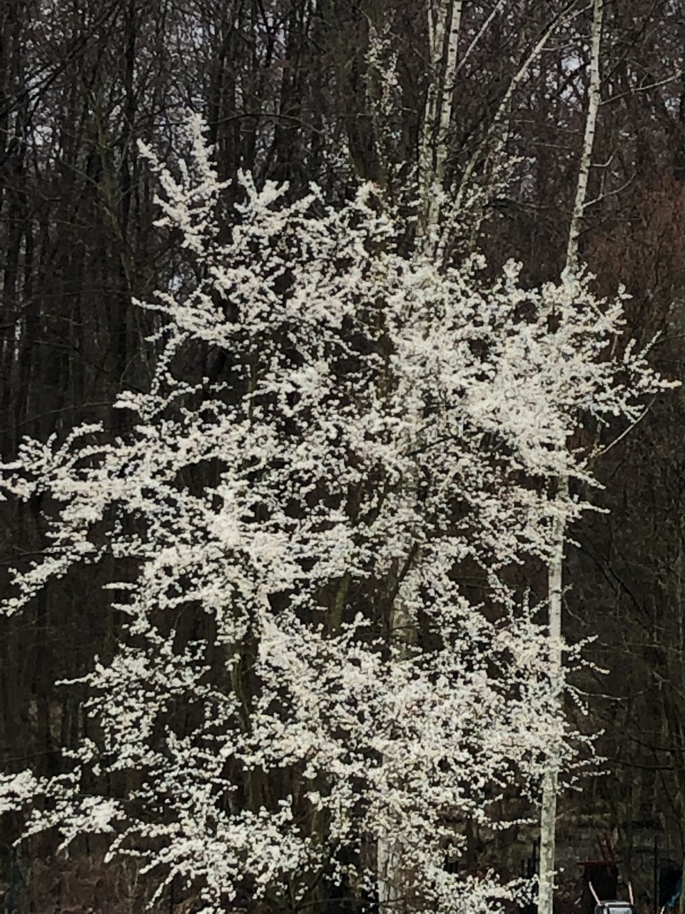 Primavera