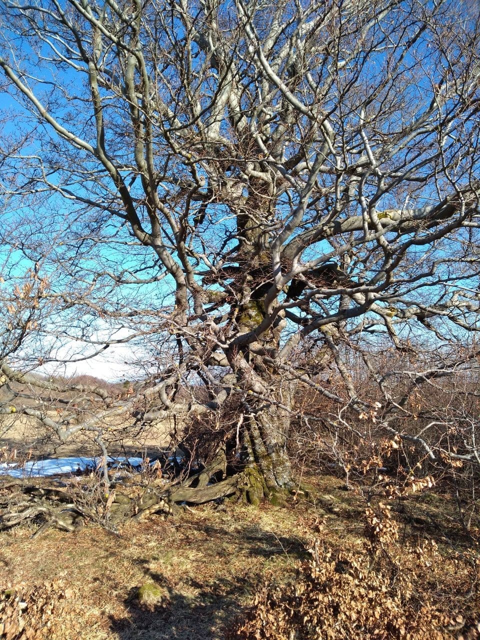 Einsamer Baum