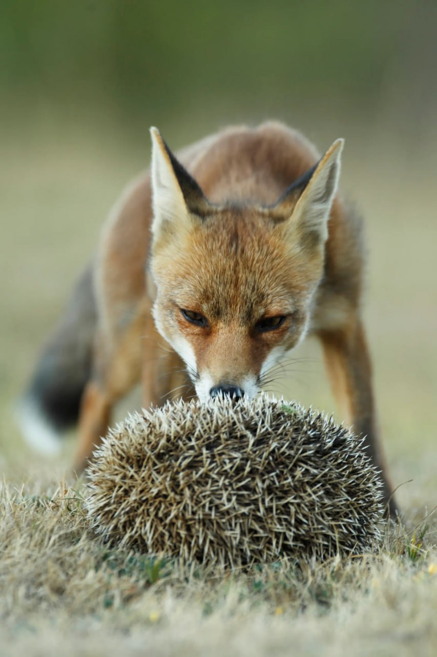 BEWAFFNETER FRIEDE