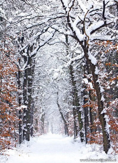 An die Bäume im Winter